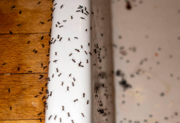 Best Best Pest Control Companies  in Woodville, CA