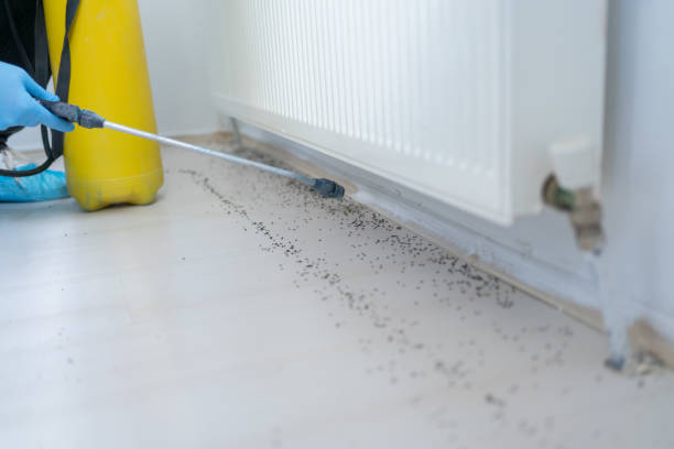 Best Affordable Pest Control Services  in Woodville, CA